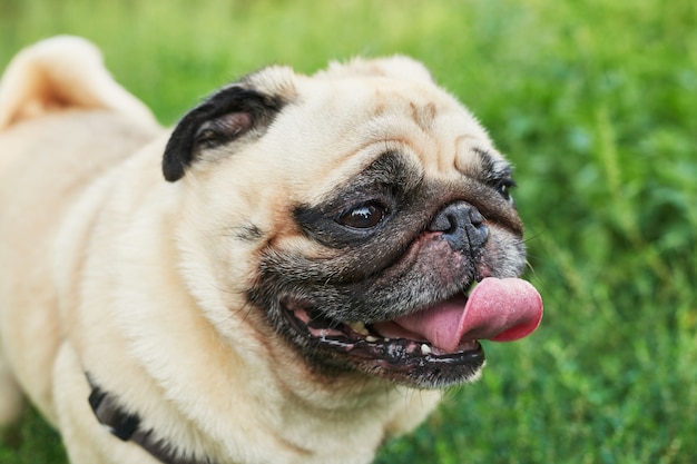 hond pug op het gras in de zomer