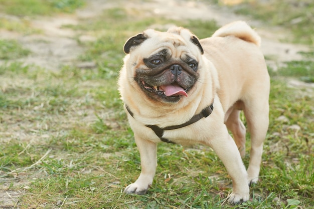 Hond pug op het gras in de zomer