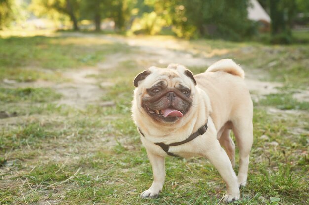 hond pug op het gras in de zomer