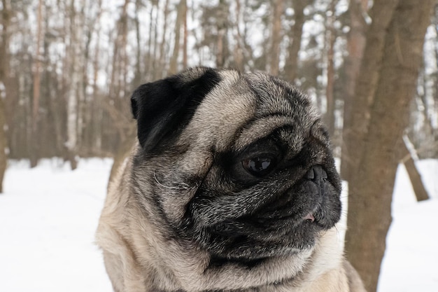 Hond Pug Volbloed hond in de winter Dierlijke thema's Huisdieren