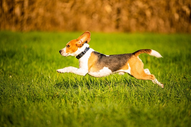Hond puur ras beagle springen en rennen als een gek door ochtend dauw in de herfst zonlicht Canine snelle actie schieten rennen naar de camera