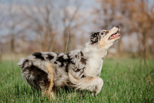 Hond rennen en spelen in het park Australian Shepherd Aussie