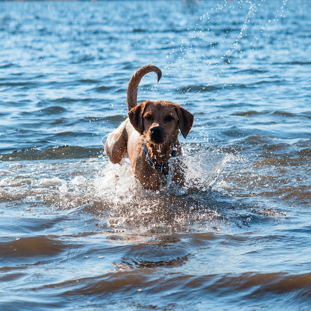 hond rennen en spelen in het water