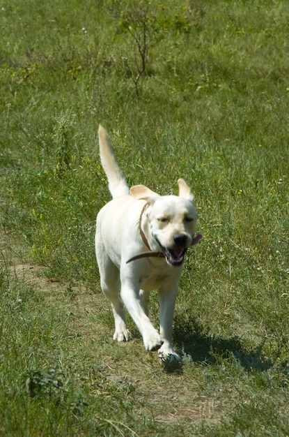 Hond rent over het grasveld