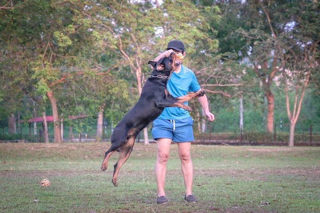 Hond rottweiler springt in de lucht en gaat achter zijn kauwhond aan die wordt vastgehouden door de eigenaar van de man