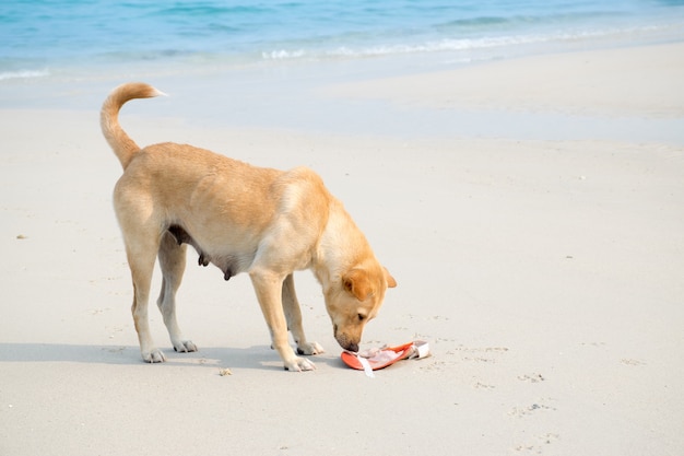 Hond ruikt iets op het strand