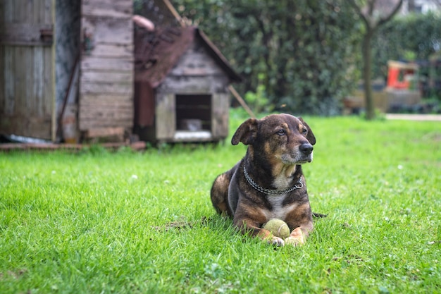 Hond rust met zijn tennisbal werd gevonden in de tuin