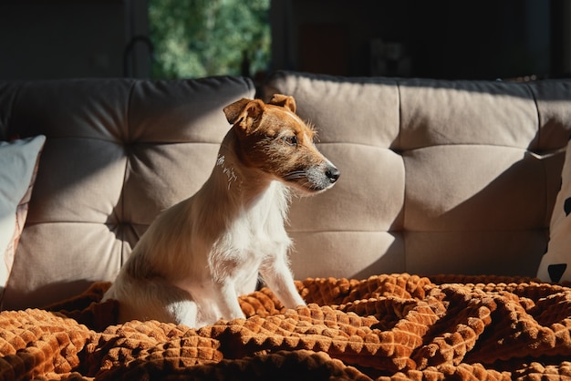 Hond rust op bank onder deken