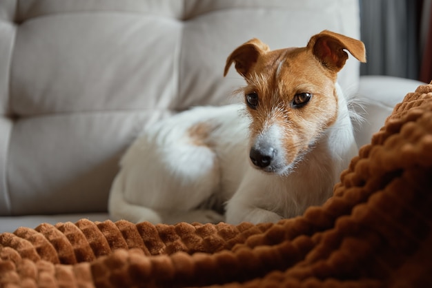 Hond rust op bank onder deken