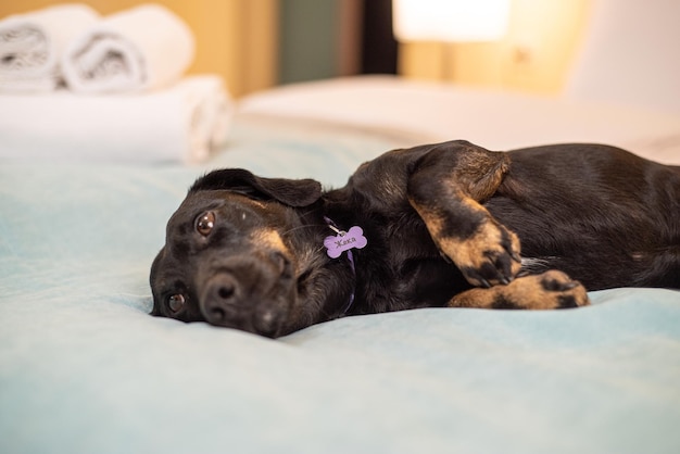 Hond rust op een bed