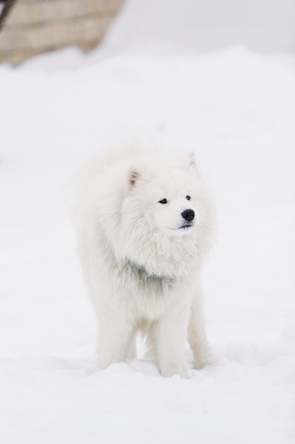 Hond Samoyed staat in de sneeuw