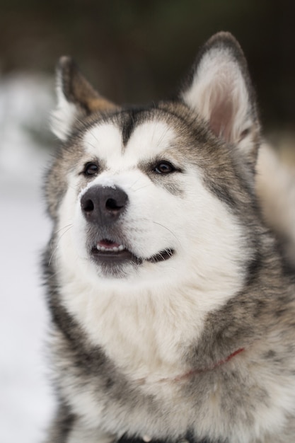 Hond Siberische husky in de winter in het bos.