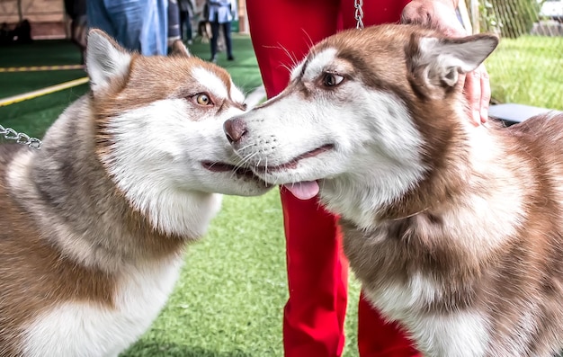 Hond Siberische laika