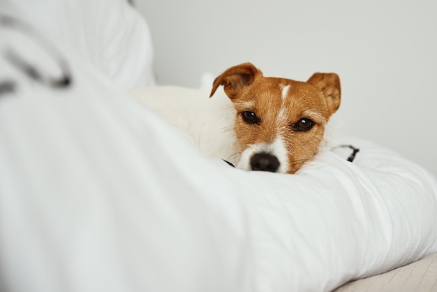 Hond slaapt en rust bij het bed