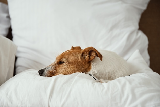 Hond slaapt en rust bij het bed