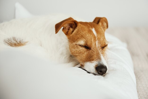 Hond slaapt en rust bij het bed