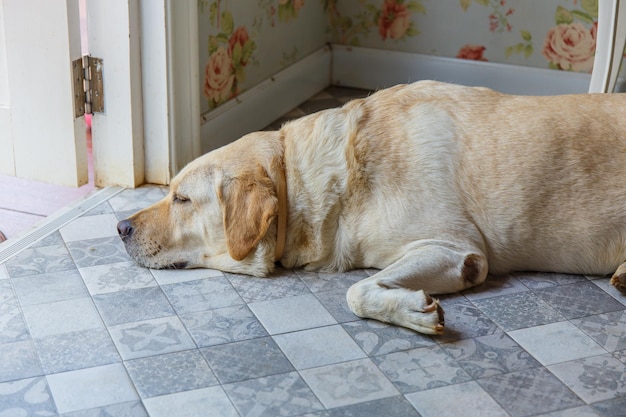 Hond slaapt naast de deur
