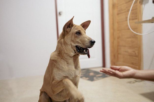 Hond speelt graag met Aziatische eigenaar in huis.