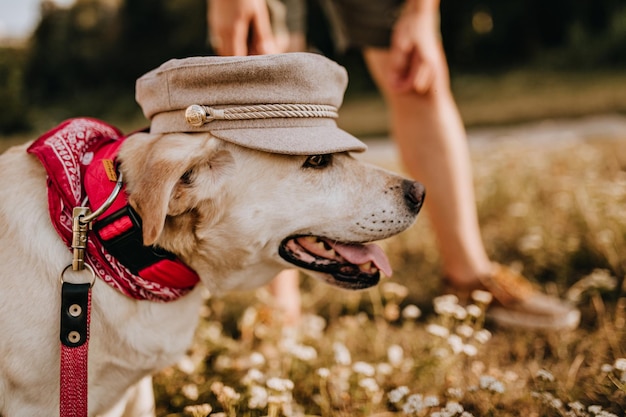 Hond speelt met baasje in park Foto van Labrador in pet en met rode halsband