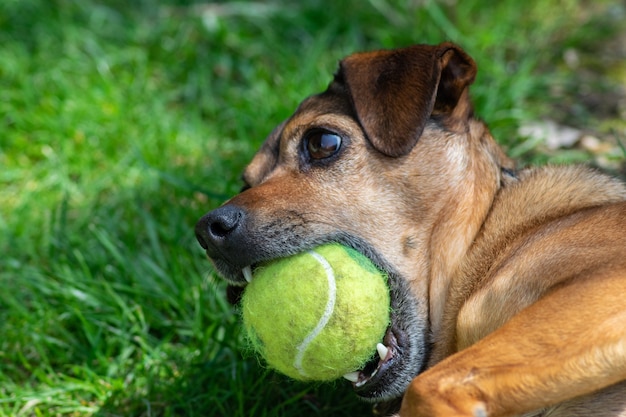 Hond speelt met een bal