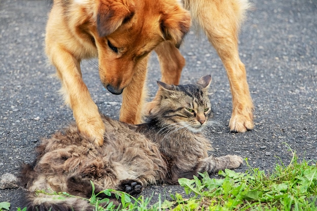 Hond speelt met een kat