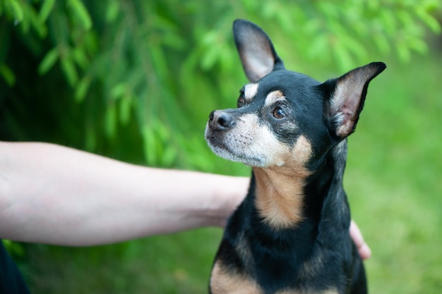 Hond speelt met een man het concept van vriendschap en liefde van mensen met honden