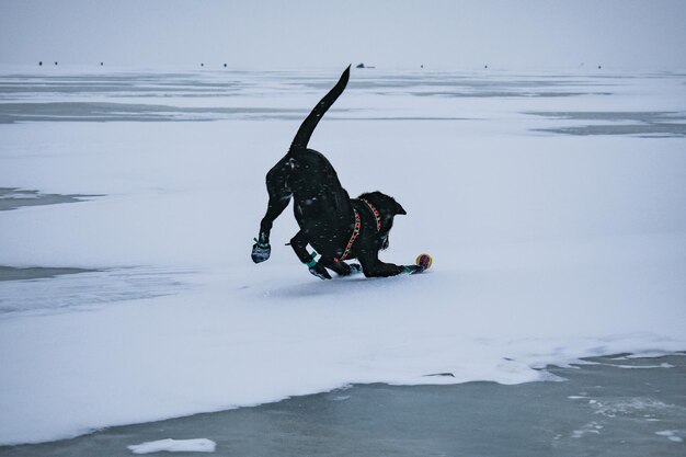 Hond speelt op sneeuw bedekt zee-ijs