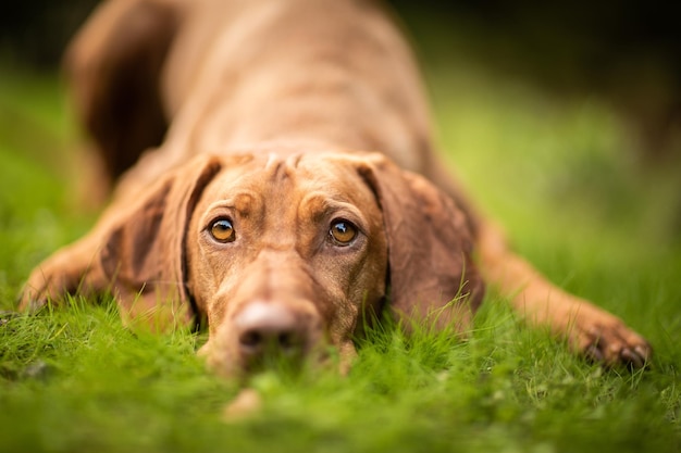 Hond spelen in de natuur