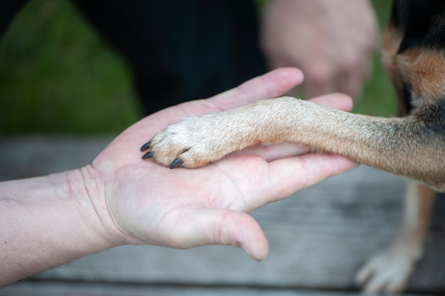 Hond spelen met een man, het concept van vriendschap en liefde van mensen met honden