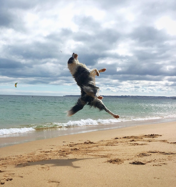 Hond springt op het strand tegen de lucht