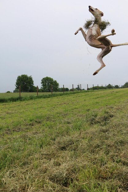 Foto hond springt op het veld tegen de lucht