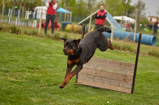 Hond springt tijdens een hondenwedstrijd