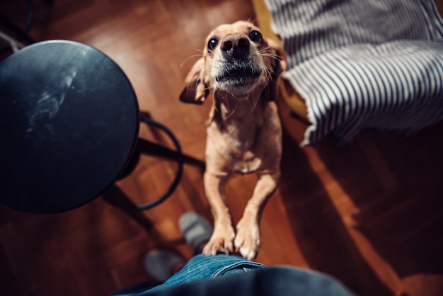 Hond staande op achterpoten en blaffen