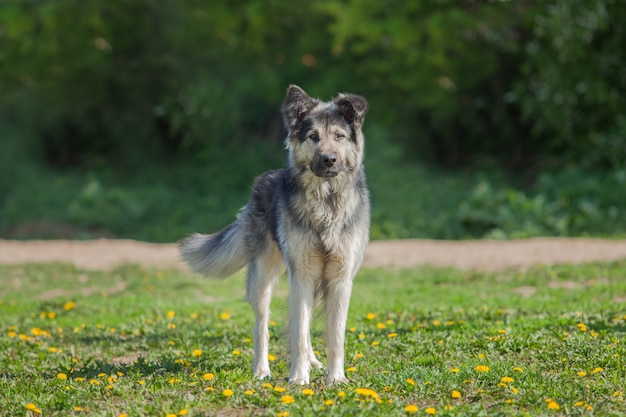 Hond staande op het gras met paardebloemen.