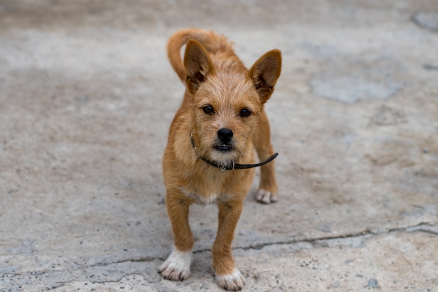 Hond staat in de straat