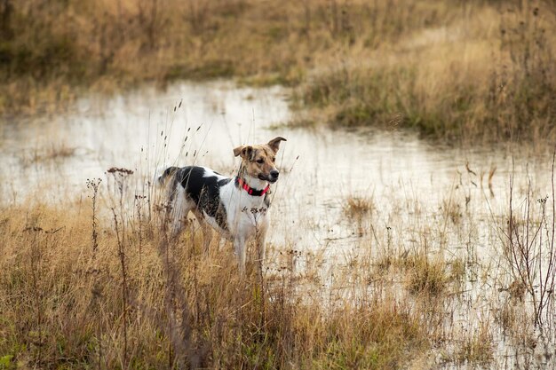 Hond staat in plas op bewolkte velddag