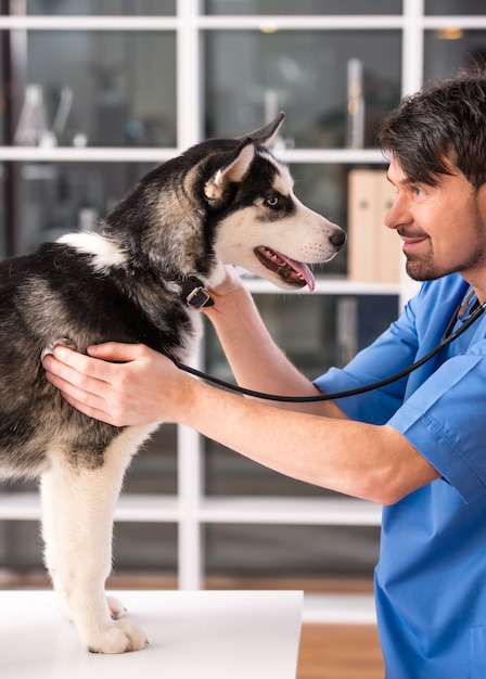 Hond staat stil terwijl de dokter haar onderzoekt.