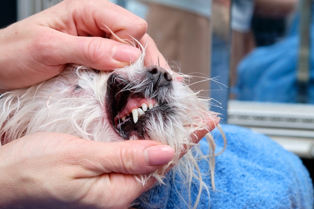 Hond tanden close-up na reiniging met echografie.