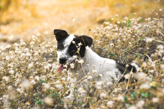 Foto hond te midden van wilde bloemen