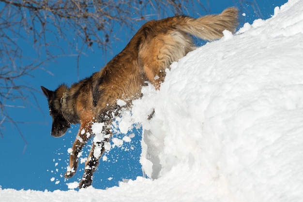 Hond terwijl hij door de sneeuw rent
