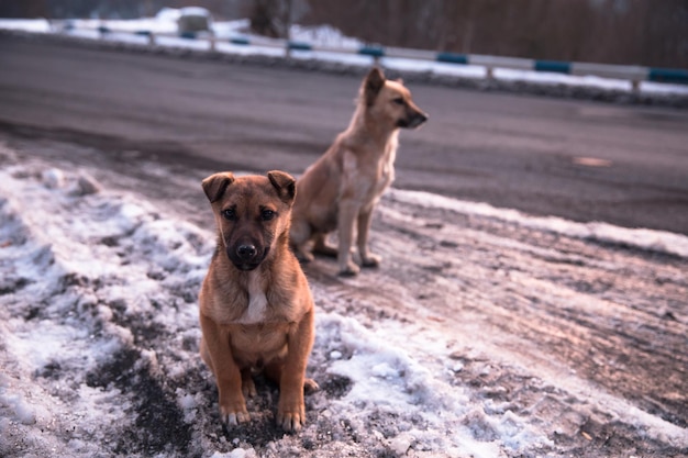 Hond twee in de winterweg