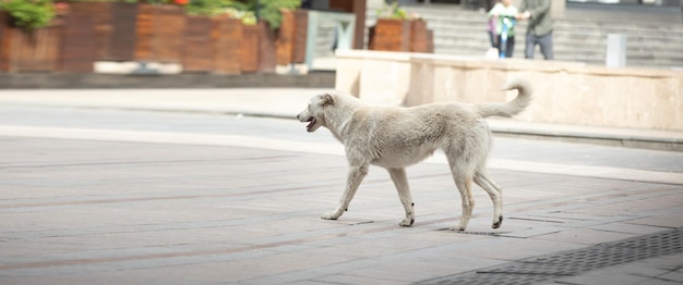 Hond uitlaten in de stadsstraat