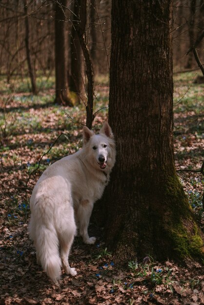 Hond uitlaten in het park