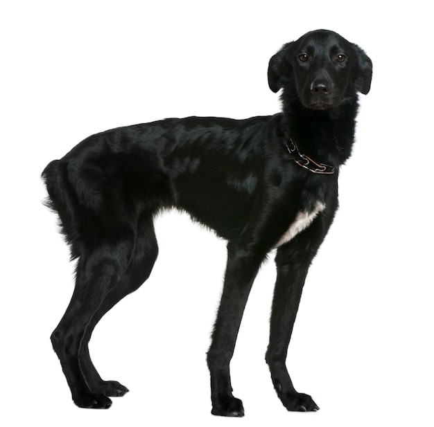 Hond van gemengd ras, anderhalf jaar oud, staand