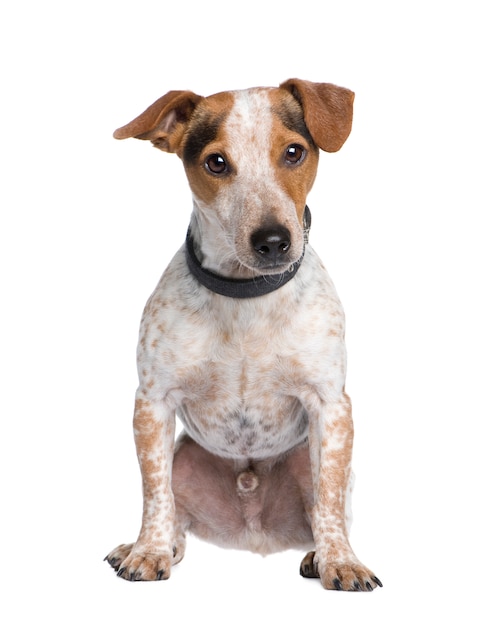 Hond van gemengd ras tussen een jack russell en een teckel met 3 jaar. Geïsoleerd hondportret
