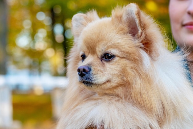 Hond van het ras Pommeren spitz in de armen van zijn minnares