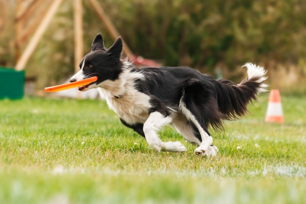 Hond vangt vliegende schijf in sprong, huisdier buiten spelen in een park. sportevenement, prestatie in spo
