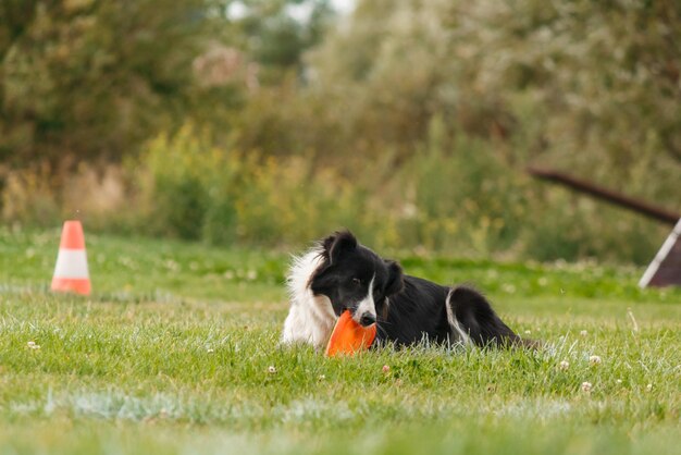 Hond vangt vliegende schijf in sprong, huisdier buiten spelen in een park. sportevenement, prestatie in spo