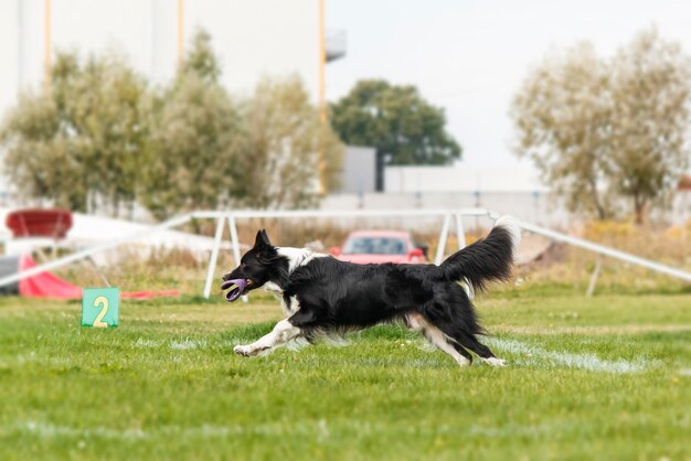 Hond vangt vliegende schijf in sprong, huisdier buiten spelen in een park. sportevenement, prestatie in spo