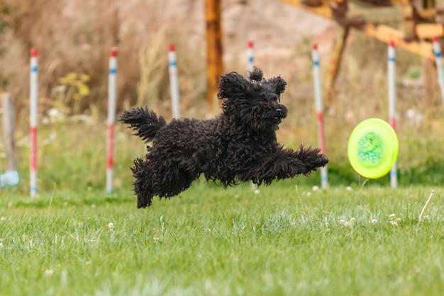 Hond vangt vliegende schijf in sprong, huisdier buiten spelen in een park. sportevenement, prestatie in spo